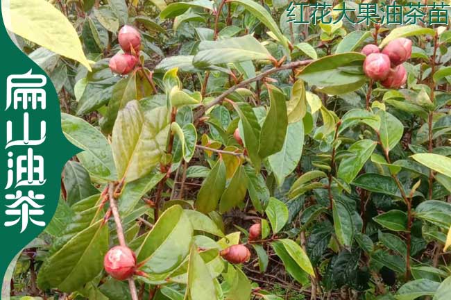 大果油茶（chá）苗