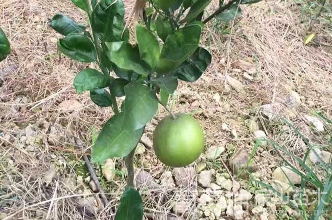 射（shè）陽（yáng）沃柑苗