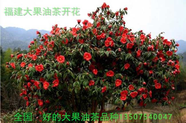 紅花油茶（chá）苗