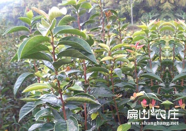 紅果油茶苗批發（fā）