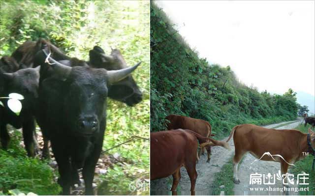 福建（jiàn）龍岩上杭膘肉牛