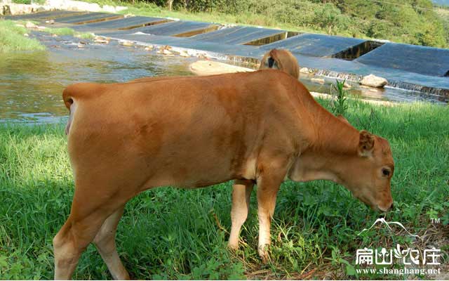 改良肉牛養殖基地