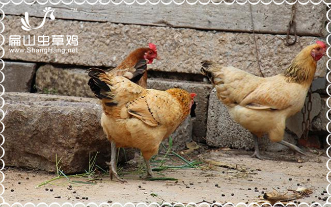 滄州柴公雞養殖基地