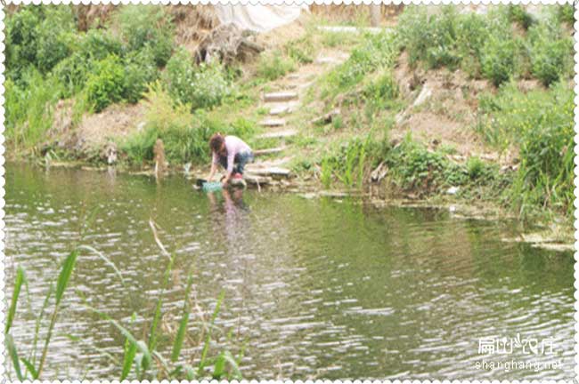 蘇（sū）北魚米之鄉土雞