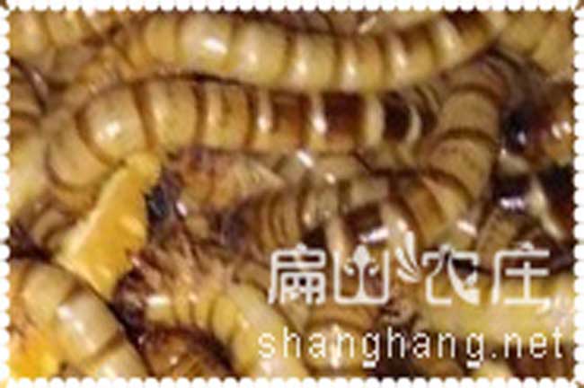 鼇頭鎮（zhèn）鮮活大（dà）麥蟲批發