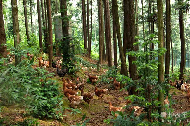 花木林散養土雞因活動習性不同