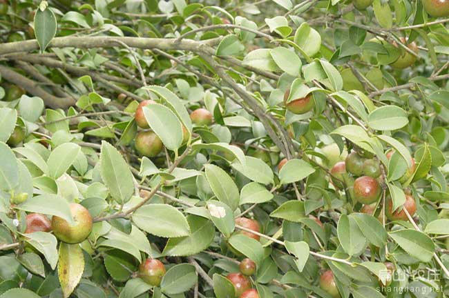 浙江大果油（yóu）茶