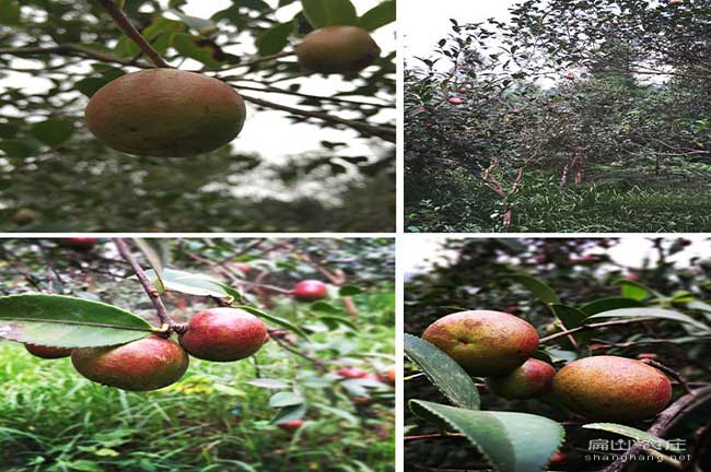 三明尤（yóu）溪1800畝高產嫁接紅花大果油茶苗批發基地