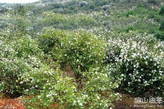 贛石84-8油茶油茶苗