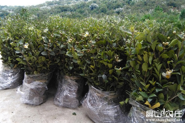 湘林27油茶（chá）油茶苗