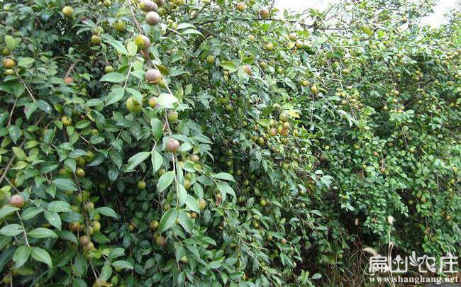 岑溪軟枝（zhī）油茶苗