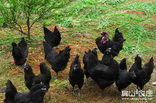 上杭烏雞養殖