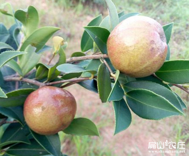 廣西大果油茶（chá）