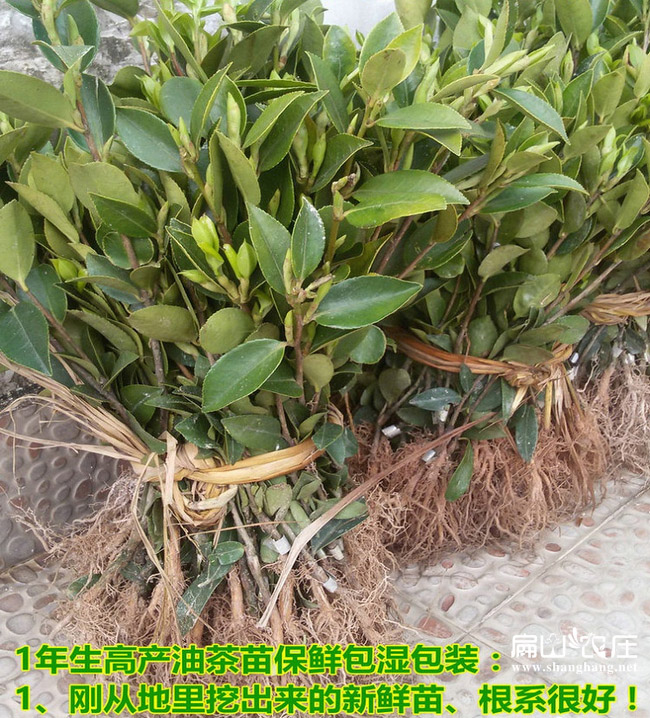 中國榨油茶子樹苗基地