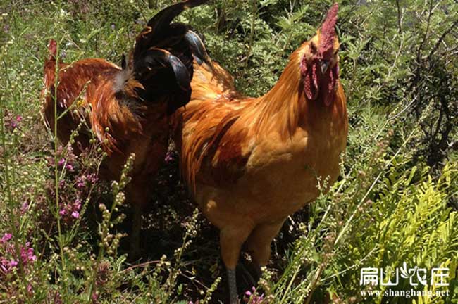 瀘州老公雞養（yǎng）殖基（jī）地