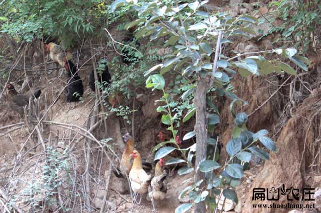 龍岩土雞苗孵（fū）化場