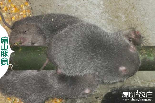 柳州（zhōu）竹鼠種苗場活體發快遞 柳州竹鼠養殖基地包教養殖技術