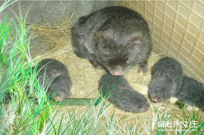 GJ福建龍岩散養野兔土雞竹鼠石蛙養殖基地 種苗商品1000隻