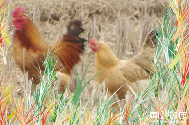 三明土雞飼料供應