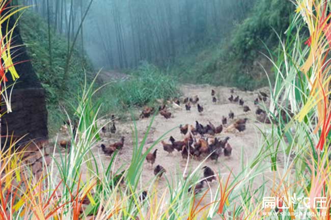 四川（chuān）大中的散養土雞基地