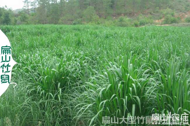 德陽（yáng）皇竹（zhú）草種植基地