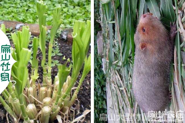 廣元（yuán）竹鼠養殖場