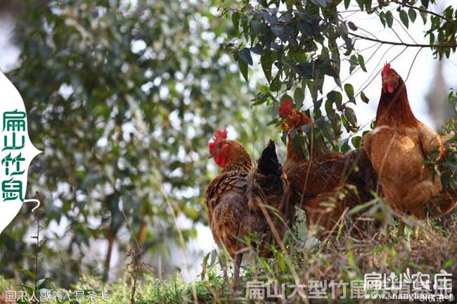 中國大中的蘆（lú）花雞養殖基地