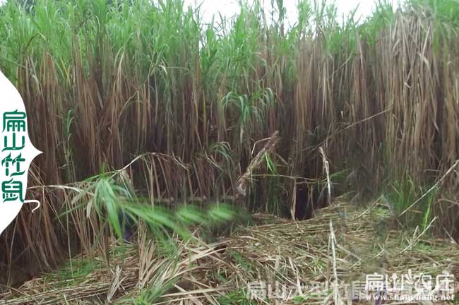 攀枝花竹鼠養殖場