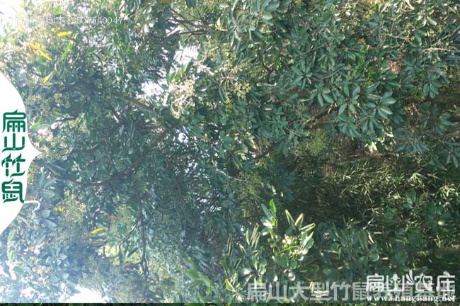 中國鴨腳木（mù）種（zhǒng）植基地