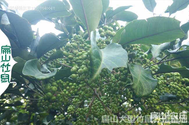 廣元90對瀘州竹鼠養殖基地 花毛紅頰竹（zhú）鼠種苗繁殖場698元