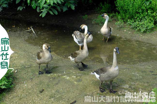 永定鴨子養殖