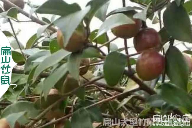 桂林油（yóu）茶種植合作社