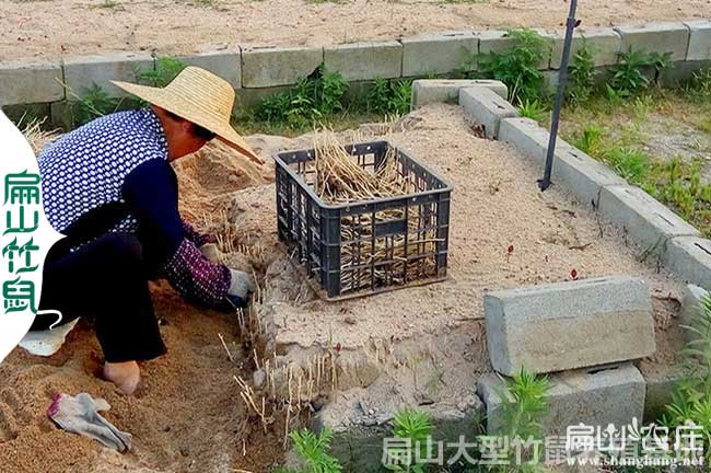 靈山油茶苗種植