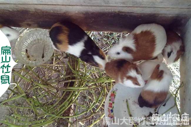 賀州竹鼠養殖基地包技術