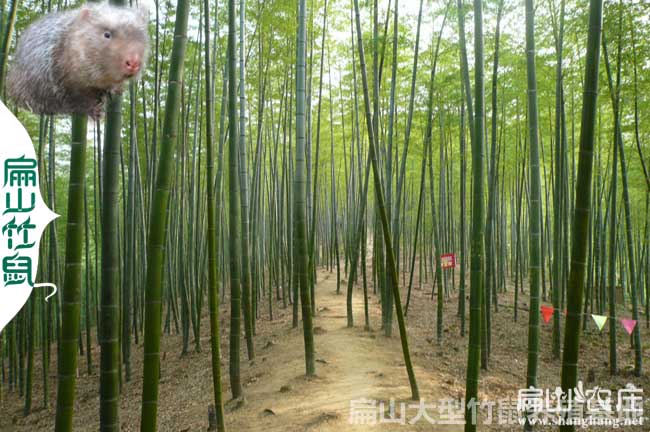 泉州竹鼠養殖基地