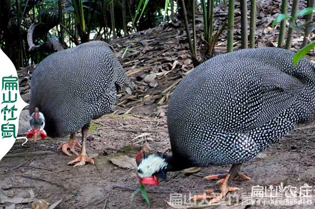 蘭州大（dà）中的（de）珍珠雞蛋（dàn）養殖基（jī）地