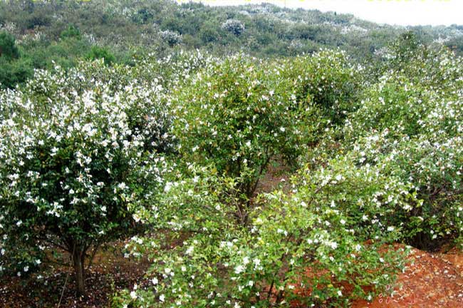 贛州吉安宜（yí）春上饒改良嫁接大果紅（hóng）花油茶苗種植畝產量前景（jǐng）如（rú）何-扁山油茶