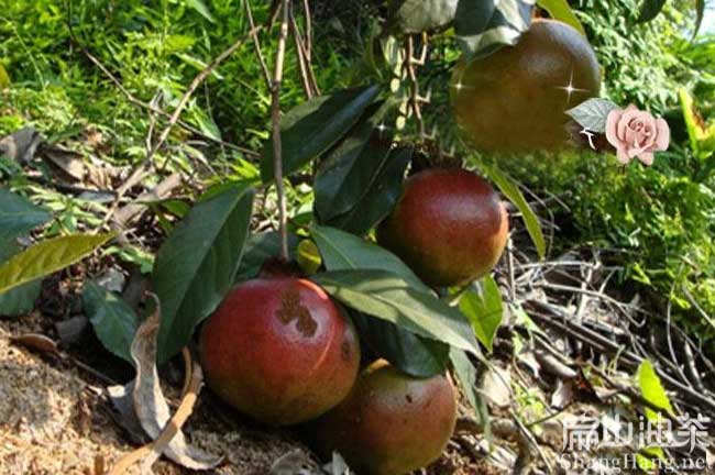 玉溪大果茶（chá）果