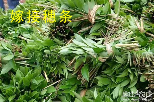 河北油茶苗之都（dōu）