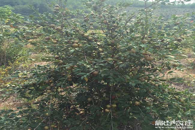 福建紅花白花高產嫁接茶油樹（shù）苗基地包郵