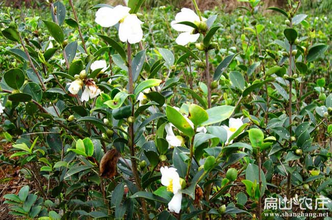 梧州白花油茶苗