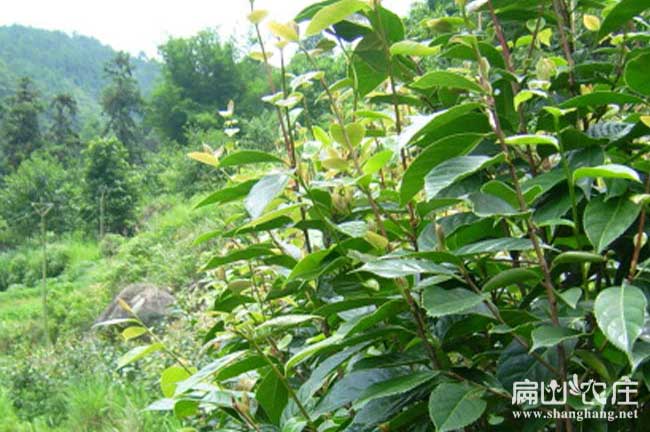 桑植茶樹基地（dì）