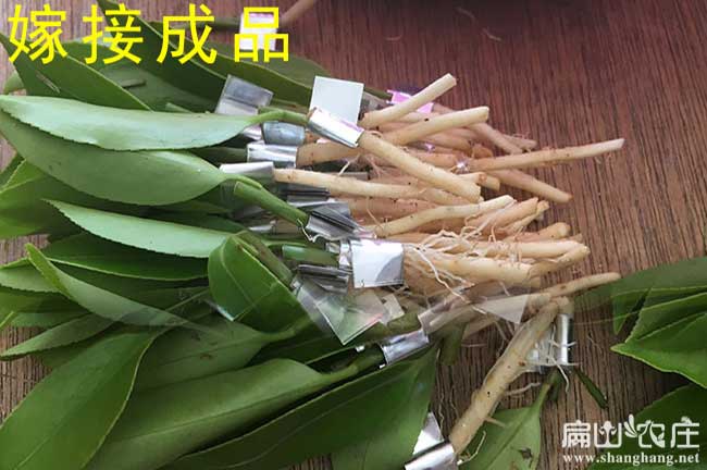 永定嫁接油茶苗