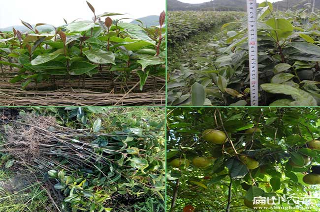 梧州岑溪高產嫁接油茶苗直銷