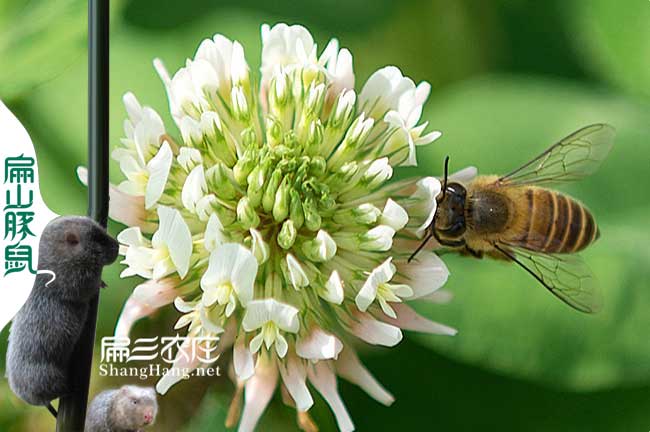 蜜蜂養殖（zhí）