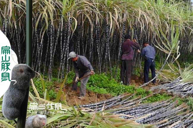 竹鼠對溫度的要求