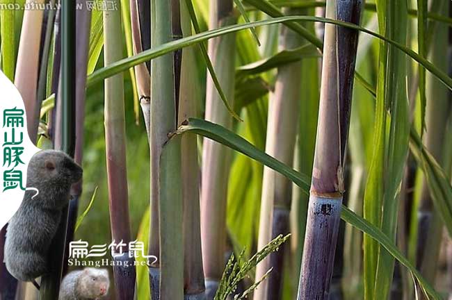 雲縣竹（zhú）鼠養殖基地