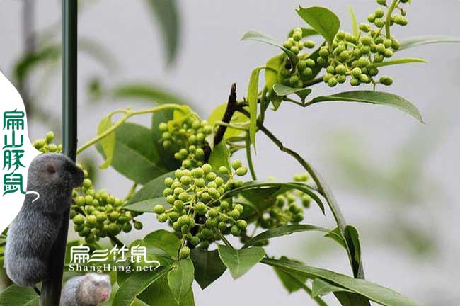 銀（yín）星c紅頰竹鼠養殖中草（cǎo）藥