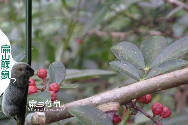 永德竹鼠養殖基地