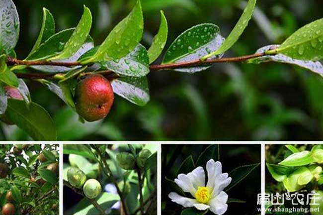 東興油茶種植基地